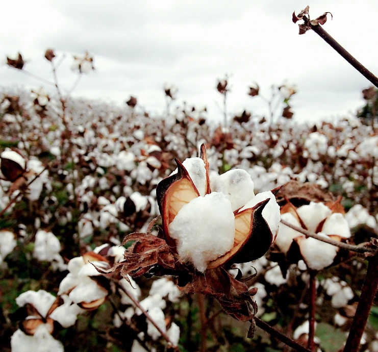 cotton